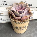 【多肉植物】パールフォンニュルンベルグ