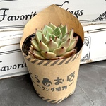 【多肉植物】ハロウィンhyb