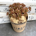 【多肉植物】小人の祭り