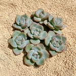 多肉植物　Echeveria アマビレ