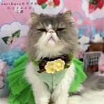 🥝キウイのスタイ🥝