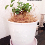限定1点☆観葉植物・ぷちガジュマル2株・お洒落陶器仕立て３号