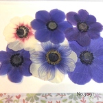 ♡new♡作家様必見♡ ♡可愛いアネモネ♡押し花セット♡
