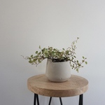 班入り ワイヤープランツ　スポットライト　観葉植物　植木鉢付