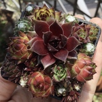 センペルビウム  寄せ植え　