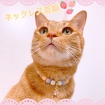 猫の首輪🐈ネックレス首輪♡カラフルマットビーズ✨星のジルコニアチャーム꙳★*ﾟ