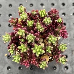 ピンキー　プラグ苗　多肉植物