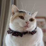 猫首輪《S》リバティ チェリードロップ 黒地ピンクレッド