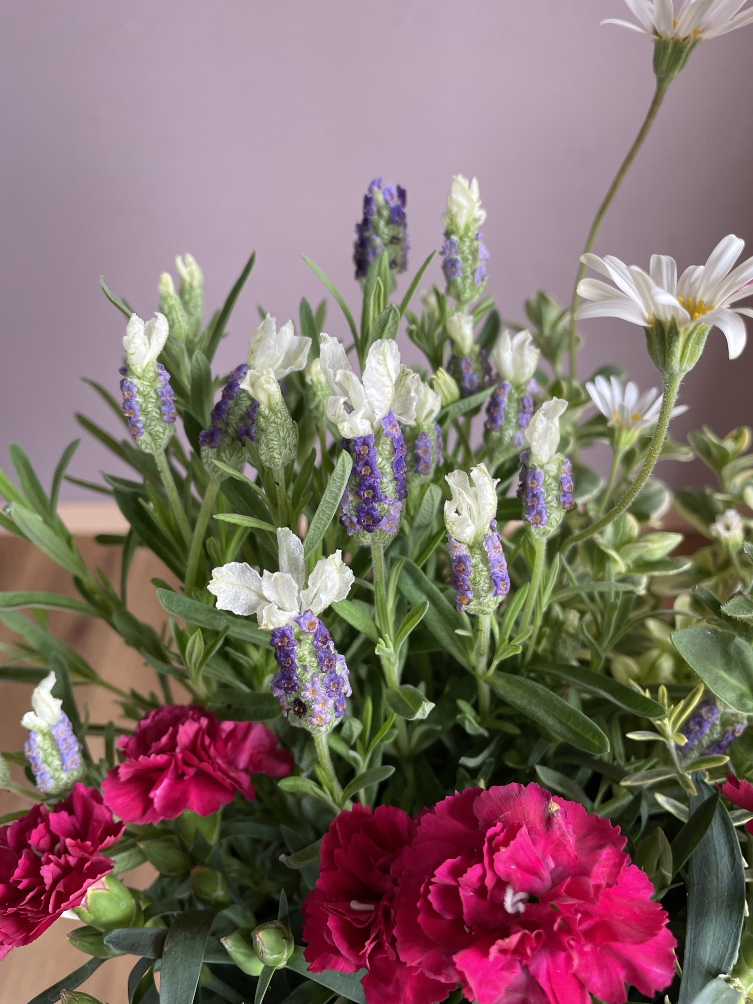 母の日にも♪ 寄せ植え　花■シックなカラーの寄せ植え　カーネーション 母の日ギフト】 ❤︎ 寄せ植え カーネーション♡ホワイトラベンダー