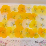 ♡new♡送料無料 ☆ビオラ☆ 押し花セット