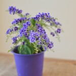 デュランタ宝塚♡　気品ある青紫の小花が美しい♪　ほんのり良い香り♡