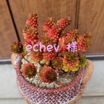 echev様専用❤多肉植物❤美苗❤希少❤トバレンシス トバル❤抜き苗❤ゆうパック