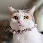 猫首輪《S》リバティ チェリードロップ 白地ピンクレッド