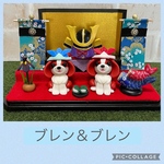 4/23.24限定🐾キャバリア☆5月節句(ブレン＆ブレン)