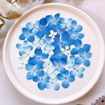 【押し花素材】紫陽花　ブルーグラデーション