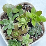 アエオニウムいろいろセット♡＊多肉植物＊カット苗
