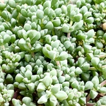 ルキシアマキシマ＊5カット＊多肉植物
