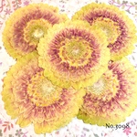 ♡new♡作家様必見♡ 人気のガーベラがいっぱい♡ 押し花セット