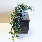 ハイドロカルチャー　ヘデラ　アイビー　ロング　小石原焼　陶器　観葉植物　じょうろ