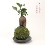 ガジュマルの苔玉『個性的な形がとっても人気』
