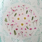 押し花素材581　小花のセット　花材