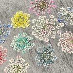 押し花325 レースフラワー着色