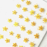 押し花素材～フェバリウム　ゴールデングロウ30ケ～