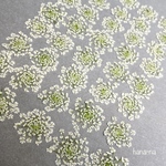 🎵レースフラワー40輪  ＊ 押し花