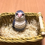 コザクラインコちゃん（バイオレット）