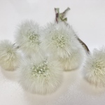 たんぽぽ綿毛＊茎付き　２.８〜３.５センチ