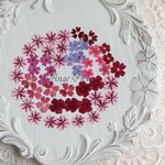 *｡バーベナ/キャンディーケーン　アソート　 50輪｡*　押し花素材