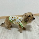犬服【メッシュ🌻ひまわり柄タンク】