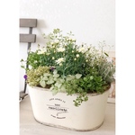 【y様ご予約品】マーガレット・ミルキーティアラの寄せ植え in Oval Pot L size 