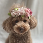 スワロフスキーと紫陽花💠花かんむり&カチューシャ&チョーカー　ペットアクセサリー