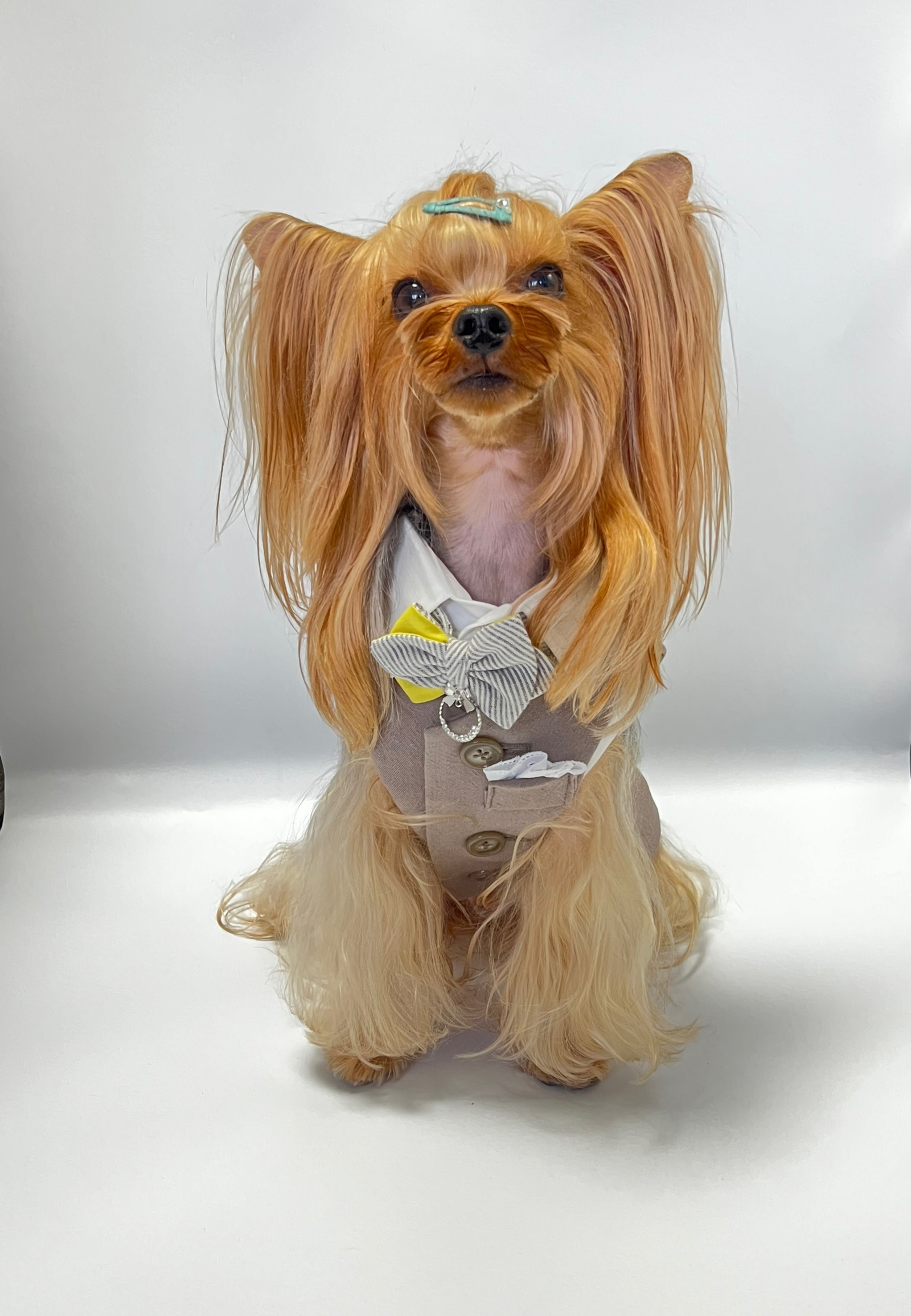 市場 メール便送料無料 上着 ペット服 ドッグウェア ペットウエア 犬 犬服 ストライプ ペット用品 犬の服 タキシード