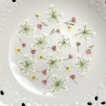 オルレア＆アリッサム(押し花)