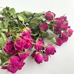 【5輪】 スプレー薔薇  ガーネットピンク h