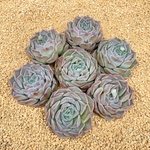 NEW 韓国苗 ヘレナ