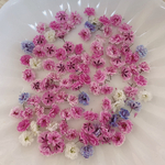 ピンク系 かすみ草ドライフラワー100粒
