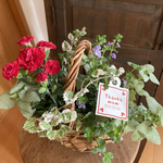 【母の日ギフト】 ❤︎ プランツ ギャザリング ♡可愛いバスケット入り 寄せ植え