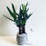 ユッカ　青年の木　大きめサイズ　二本立て　鉢植え　陶器　観葉植物