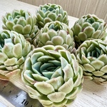 【多肉植物】レモンベリー