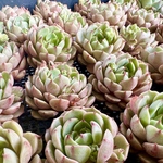 【多肉植物】ベンバディス