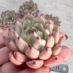 【多肉植物】オリジナルザラゴーサ