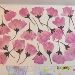 ♡new♡作家様必見♡綺麗なカイドウのお花がいっぱい♡ 押し花セット