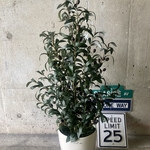 光触媒　人工観葉植物　ウォールグリーン　フェイク　フラワー　オリーブ100