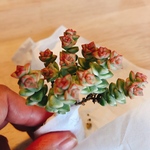 パステル 多肉植物 抜き苗