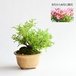 【5～6月、秋に開花】野バラ(雅)　No.23　盆栽