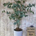 光触媒　人工観葉植物　ウォールグリーン　フェイク　フラワー　ユーカリ花器付