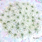 ♡new♡作家様必見♡ ♡レースフラワー 押し花♡
